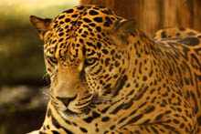 Jaguar 7